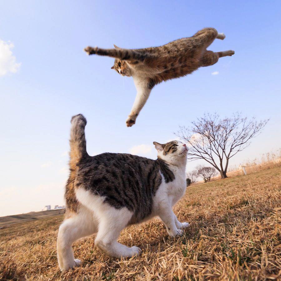 Фотография: Удивительные летающие кошки №8 - BigPicture.ru