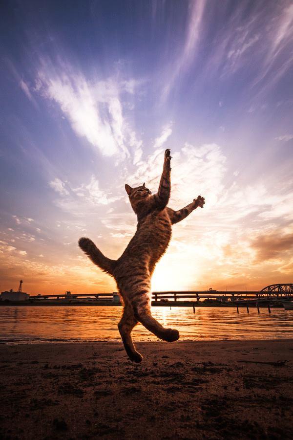 Фотография: Удивительные летающие кошки №9 - BigPicture.ru