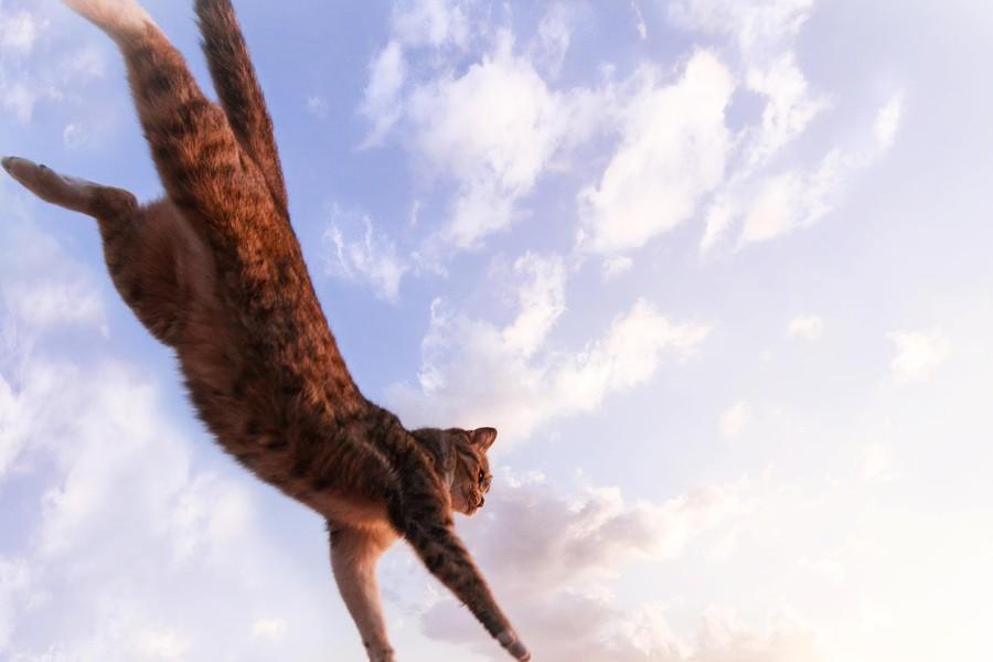 Фотография: Удивительные летающие кошки №11 - BigPicture.ru