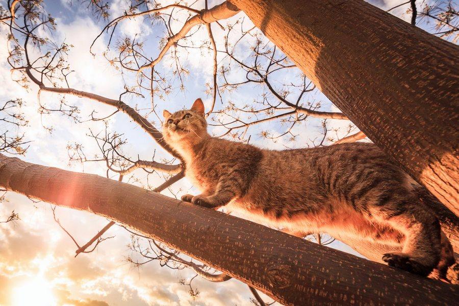 Фотография: Удивительные летающие кошки №12 - BigPicture.ru