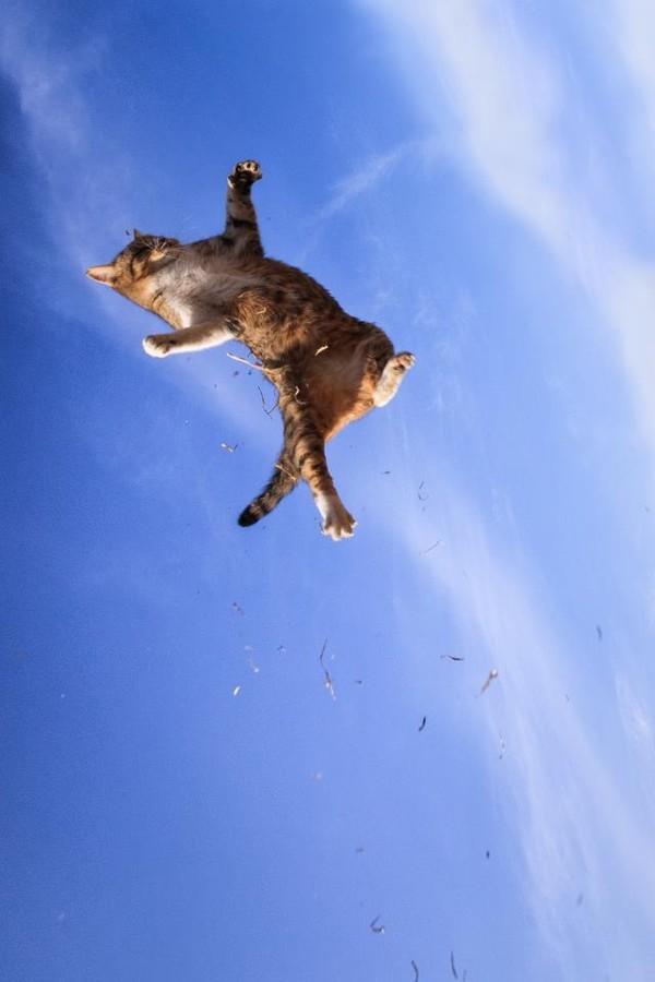 Фотография: Удивительные летающие кошки №15 - BigPicture.ru