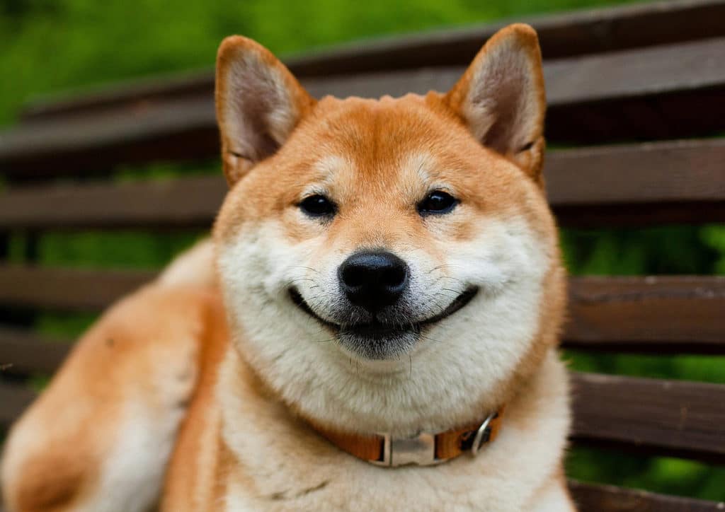 Фотография: 27 причин, почему собаки породы сиба-ину самые лучшие №1 - BigPicture.ru