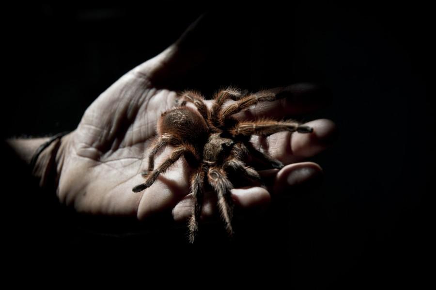 Фотография: Чилийская паучья ферма №17 - BigPicture.ru