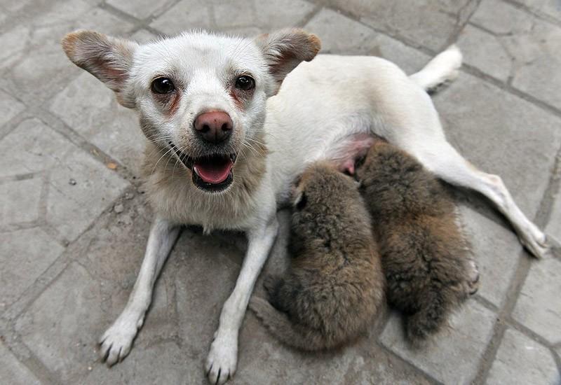 Фотография: Самые трогательные примеры дружбы среди животных №3 - BigPicture.ru