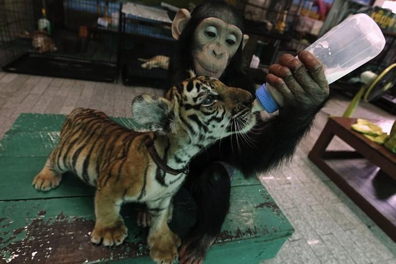 Фотография: Самые трогательные примеры дружбы среди животных №1 - BigPicture.ru