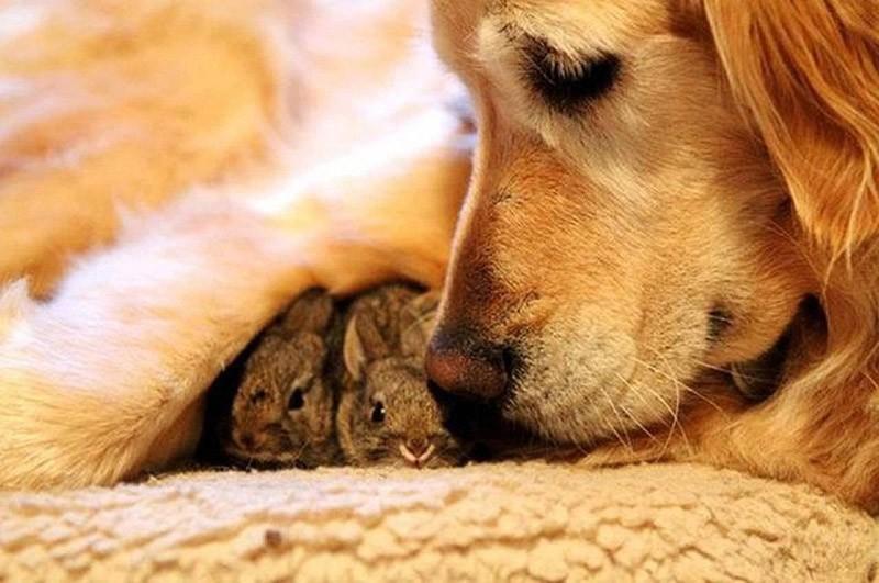 Фотография: Самые трогательные примеры дружбы среди животных №5 - BigPicture.ru
