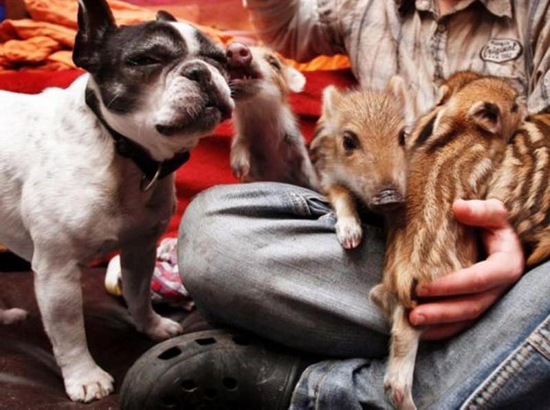 Фотография: Самые трогательные примеры дружбы среди животных №9 - BigPicture.ru