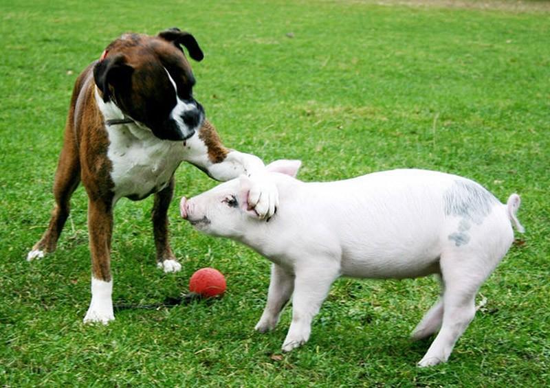 Фотография: Самые трогательные примеры дружбы среди животных №11 - BigPicture.ru