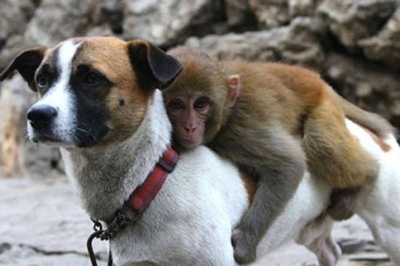 Фотография: Самые трогательные примеры дружбы среди животных №12 - BigPicture.ru
