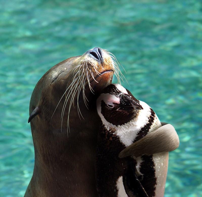 Фотография: Самые трогательные примеры дружбы среди животных №16 - BigPicture.ru