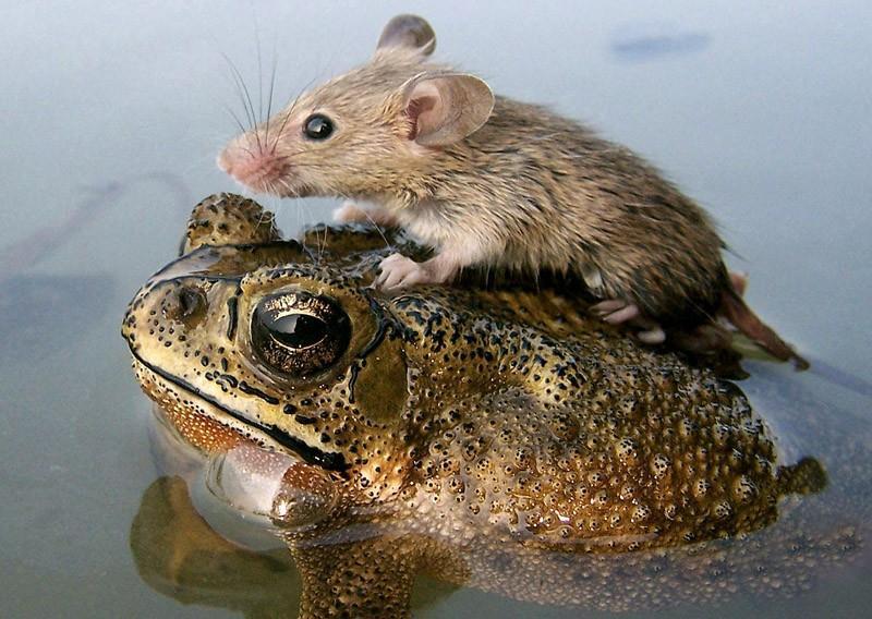 Фотография: Самые трогательные примеры дружбы среди животных №18 - BigPicture.ru