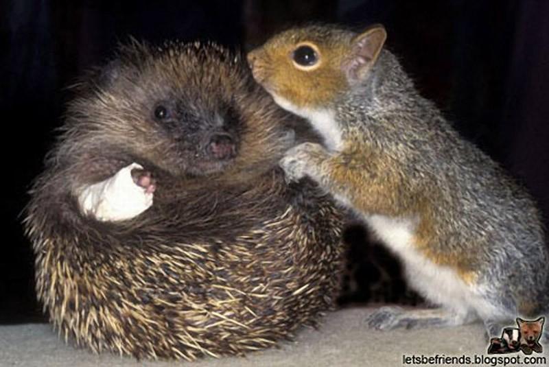 Фотография: Самые трогательные примеры дружбы среди животных №21 - BigPicture.ru