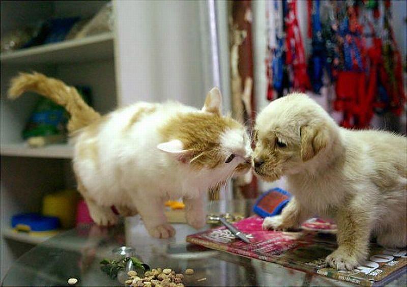 Фотография: Самые трогательные примеры дружбы среди животных №22 - BigPicture.ru