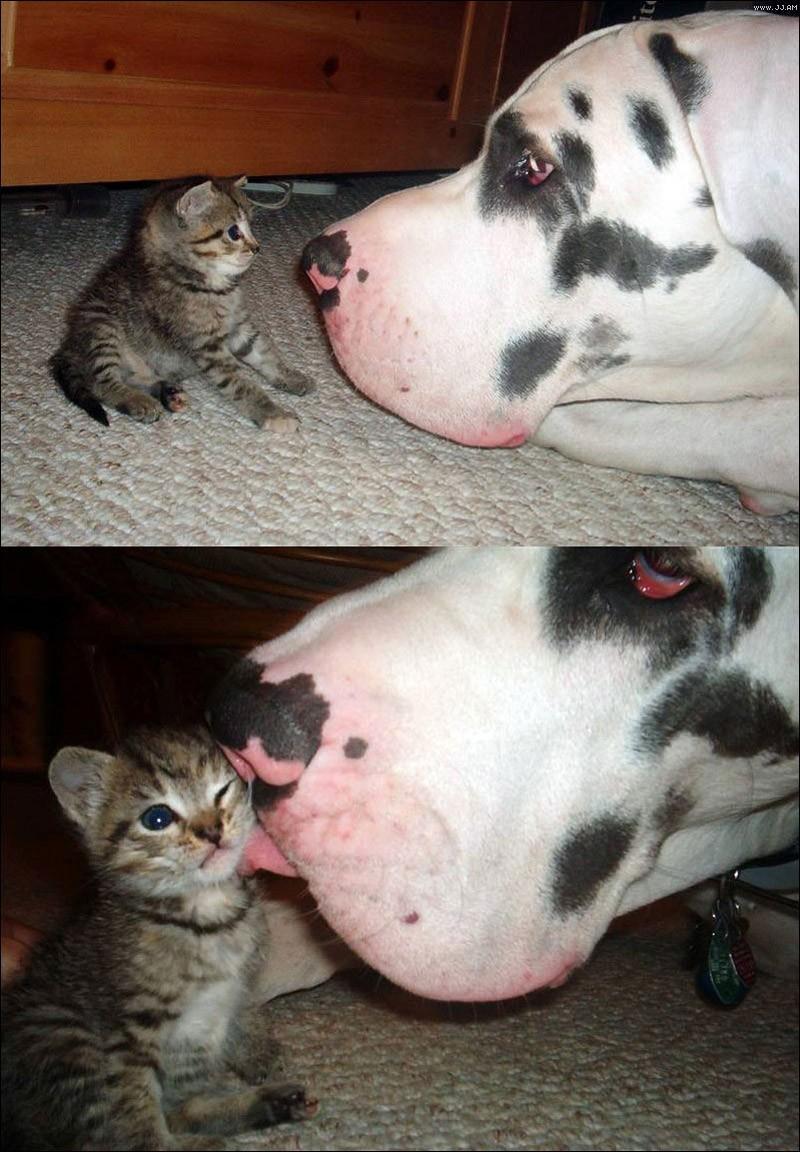 Фотография: Самые трогательные примеры дружбы среди животных №27 - BigPicture.ru