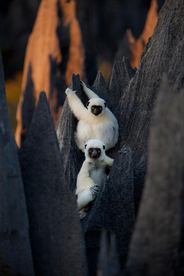 Фотография: Каменный лес на Мадагаскаре №6 - BigPicture.ru