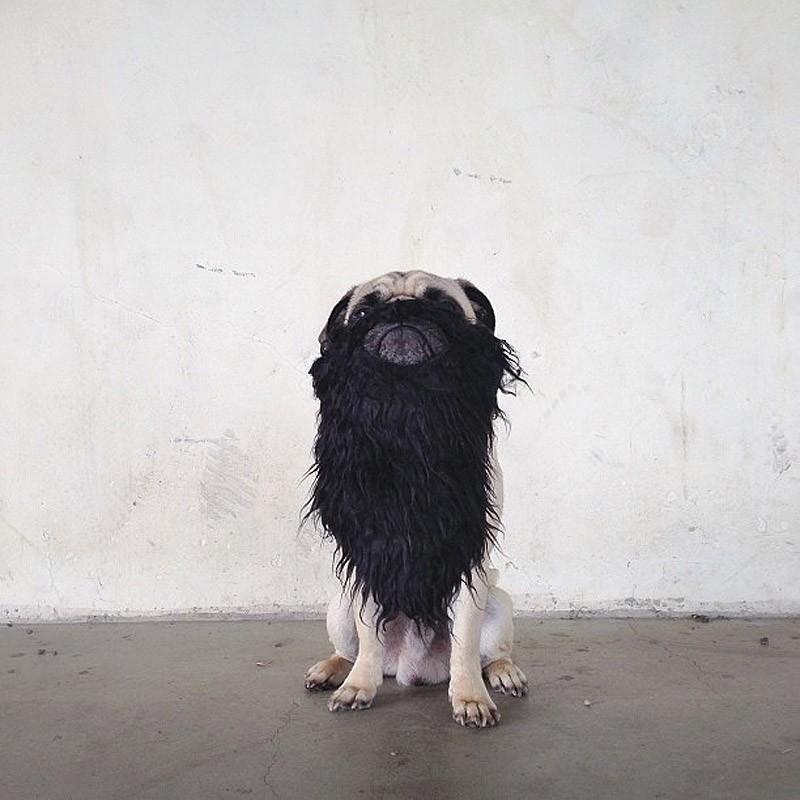 Фотография: Норм - собака со множеством амплуа №10 - BigPicture.ru