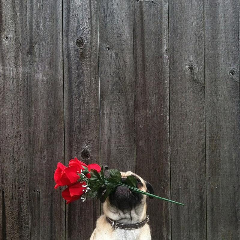 Фотография: Норм - собака со множеством амплуа №15 - BigPicture.ru