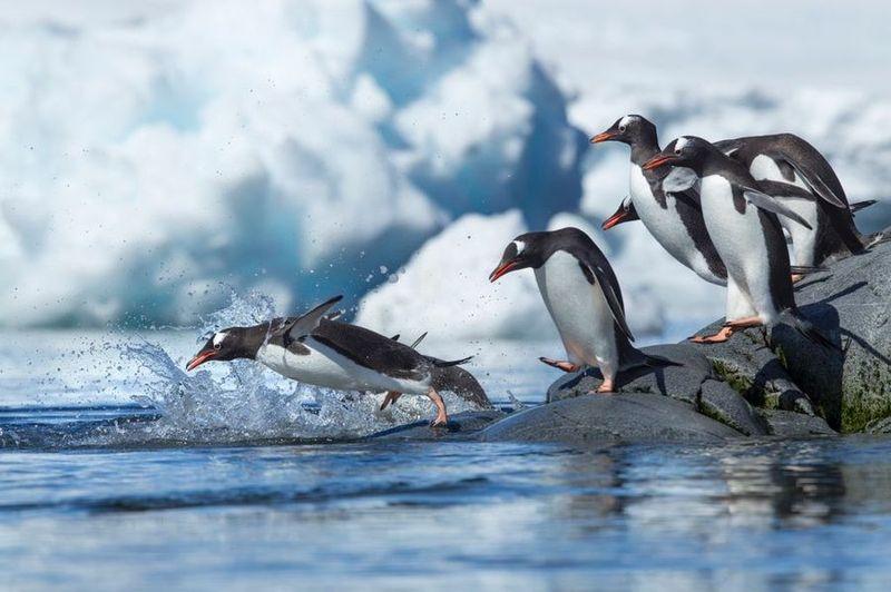 Фотография: Папуанские пингвины №1 - BigPicture.ru