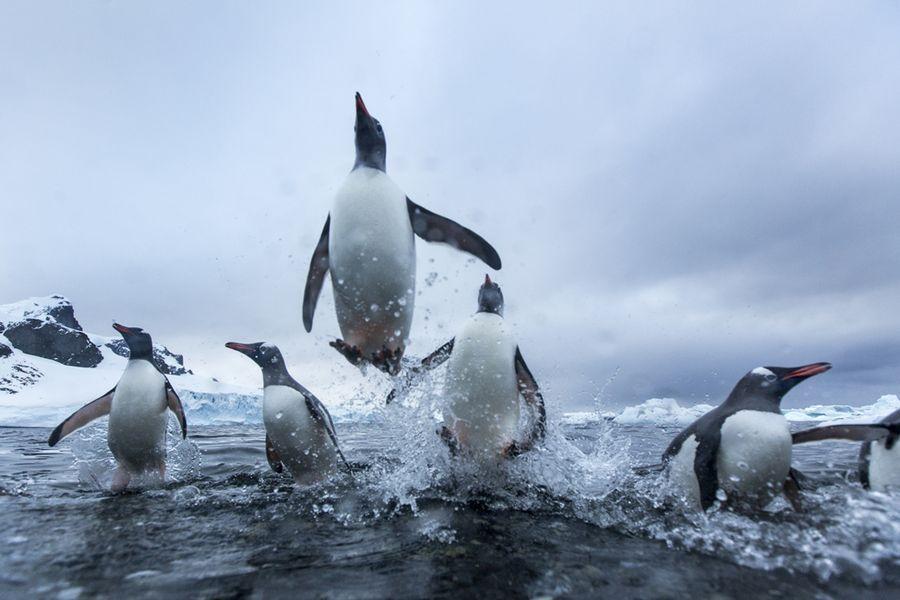 Фотография: Папуанские пингвины №2 - BigPicture.ru