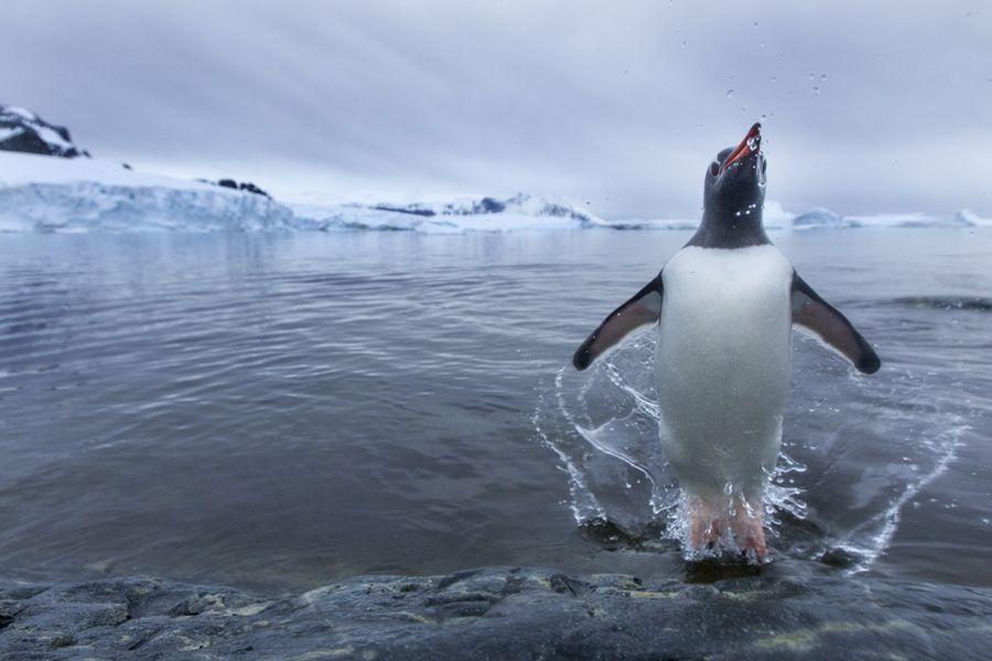 Фотография: Папуанские пингвины №3 - BigPicture.ru