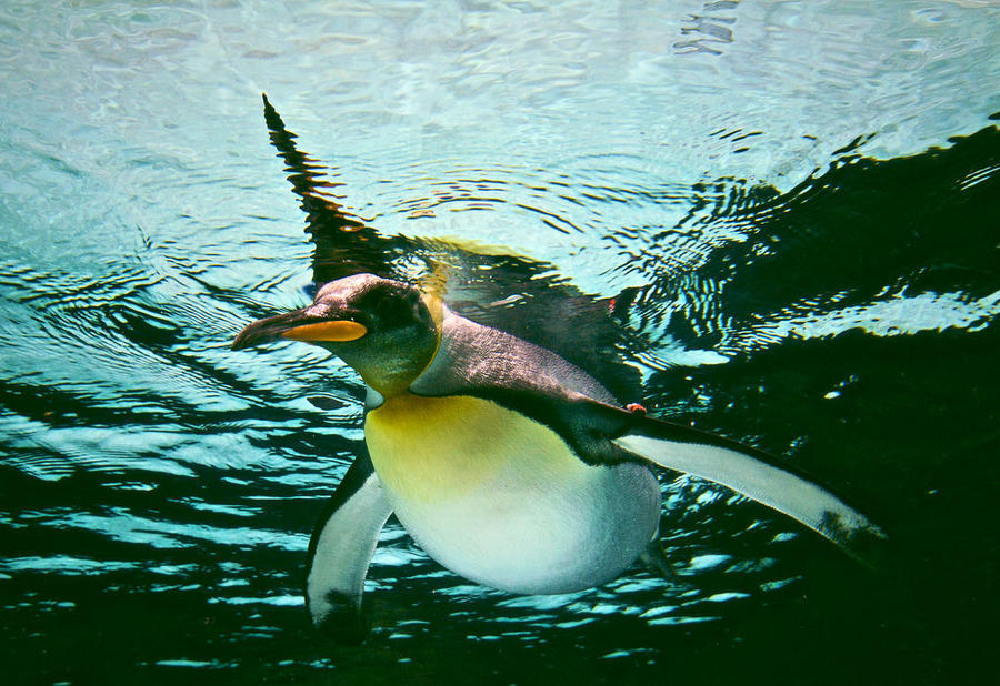 Фотография: Папуанские пингвины №6 - BigPicture.ru