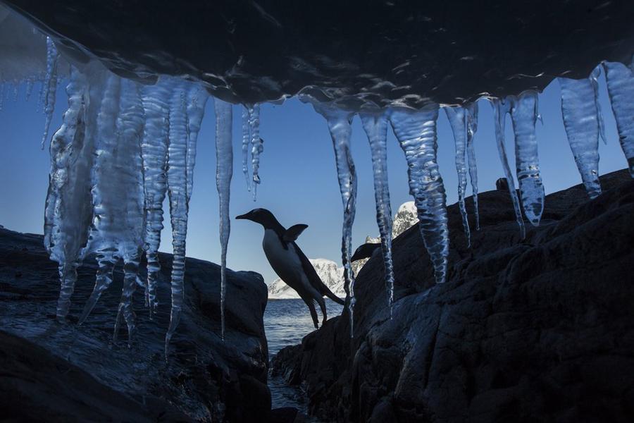 Фотография: Папуанские пингвины №7 - BigPicture.ru
