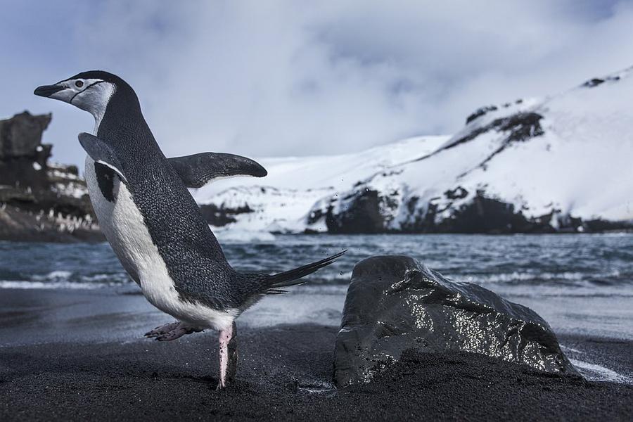 Фотография: Папуанские пингвины №9 - BigPicture.ru