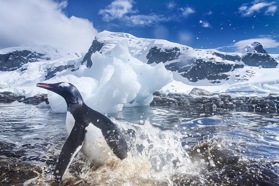 Фотография: Папуанские пингвины №10 - BigPicture.ru