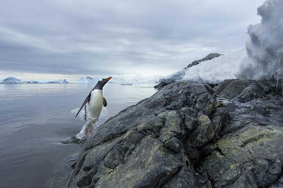 Фотография: Папуанские пингвины №11 - BigPicture.ru