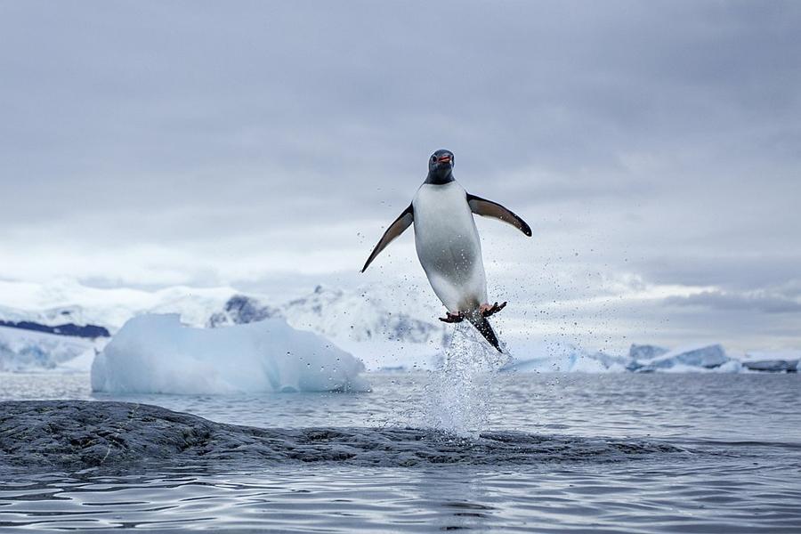 Фотография: Папуанские пингвины №12 - BigPicture.ru