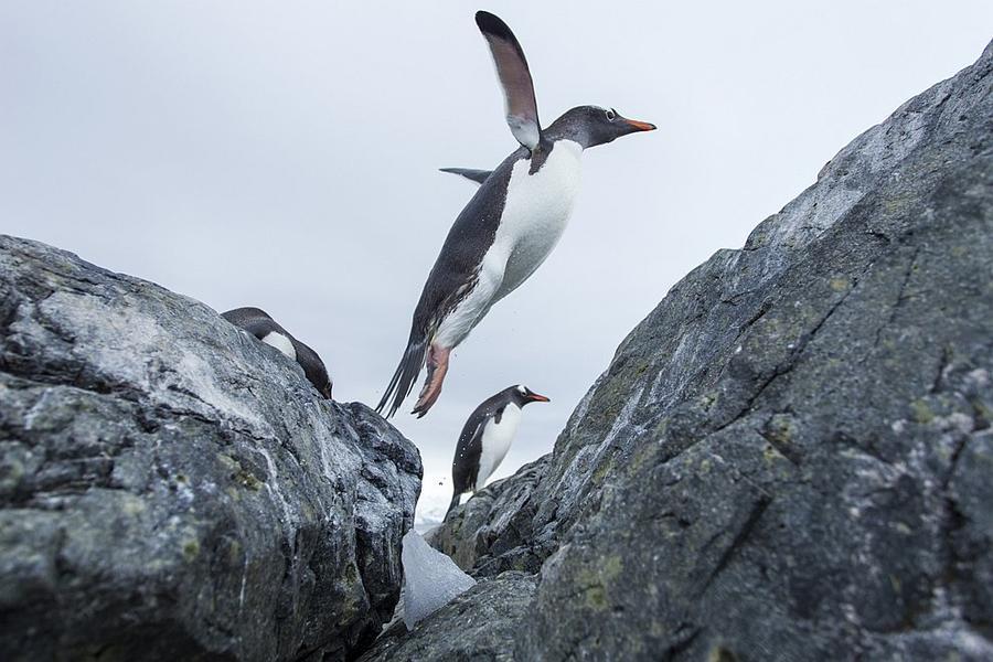 Фотография: Папуанские пингвины №13 - BigPicture.ru