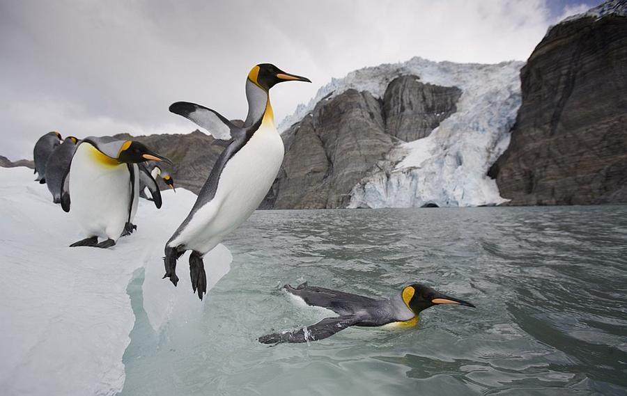 Фотография: Папуанские пингвины №14 - BigPicture.ru