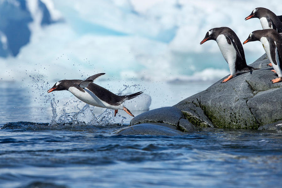 Фотография: Папуанские пингвины №15 - BigPicture.ru