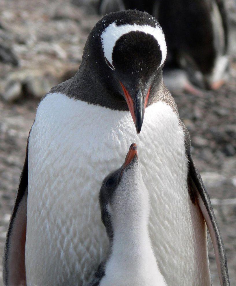Фотография: Папуанские пингвины №16 - BigPicture.ru