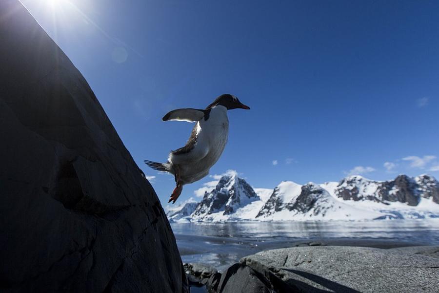 Фотография: Папуанские пингвины №17 - BigPicture.ru