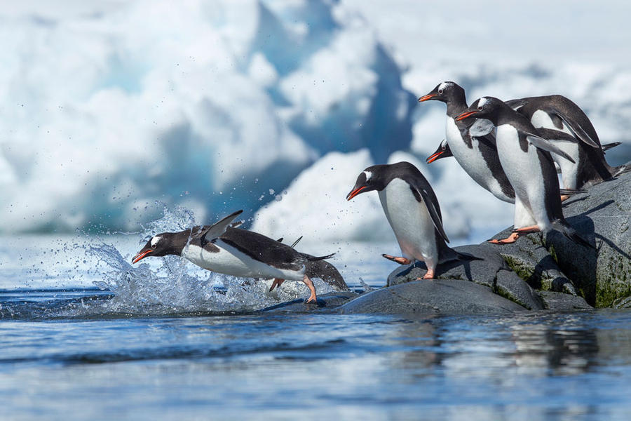 Фотография: Папуанские пингвины №19 - BigPicture.ru