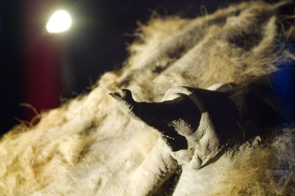 Фотография: Самый известный мамонт из Якутии: Юка №9 - BigPicture.ru