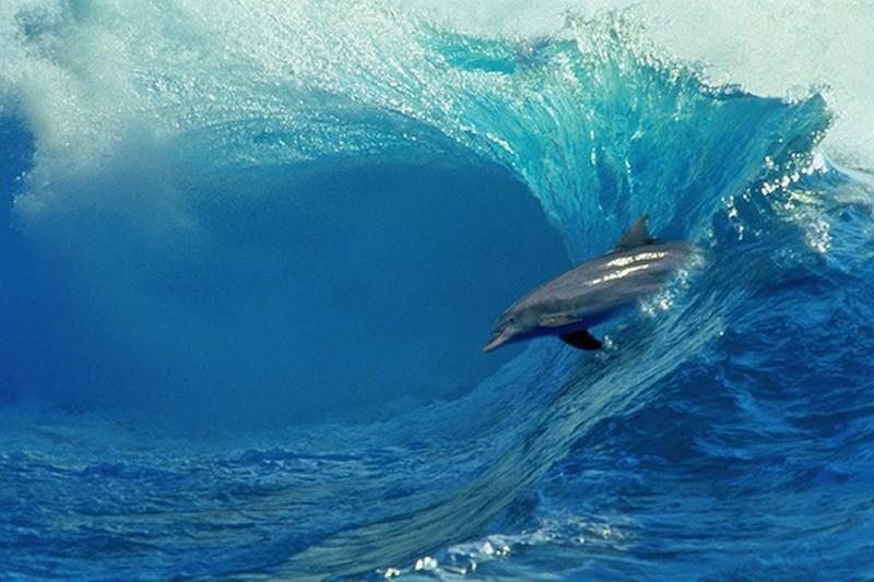 Самые удивительные факты о дельфинах фото