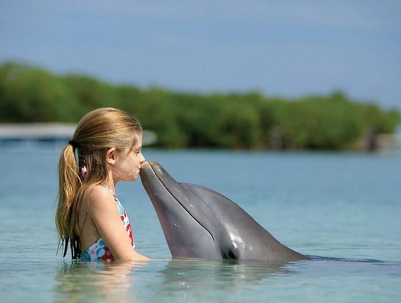 Самые удивительные факты о дельфинах фото