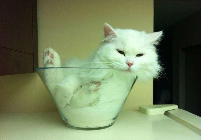 Кошки - это жидкость, фото доказательства