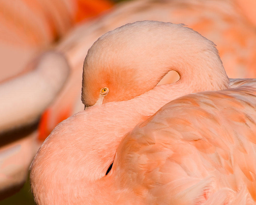 Фотография: Страна розовых фламинго №6 - BigPicture.ru