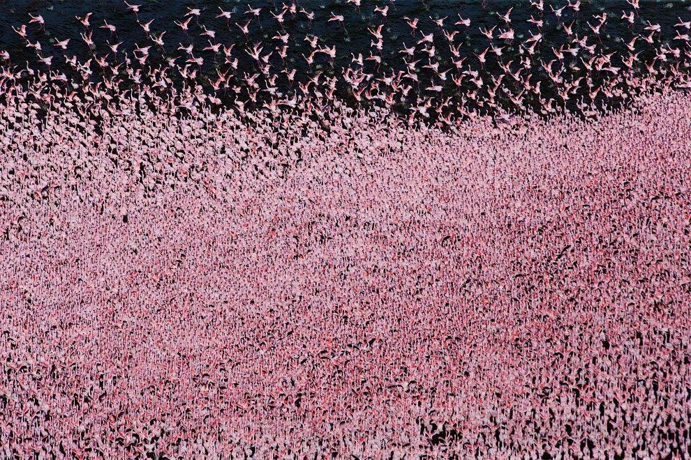 Фотография: Страна розовых фламинго №10 - BigPicture.ru