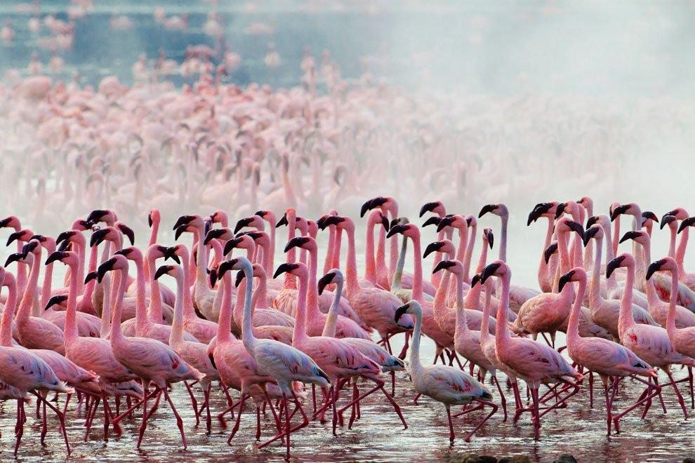 Фотография: Страна розовых фламинго №11 - BigPicture.ru