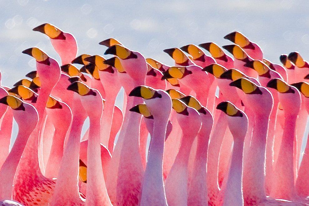 Накуру в Кении — страна розовых фламинго