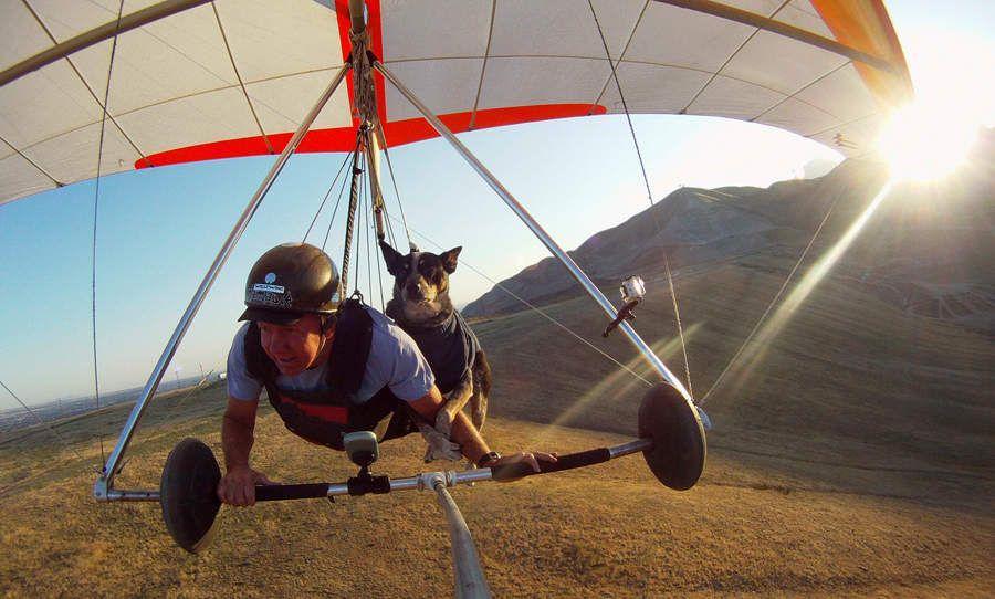 Фотография: Летающий пес №4 - BigPicture.ru