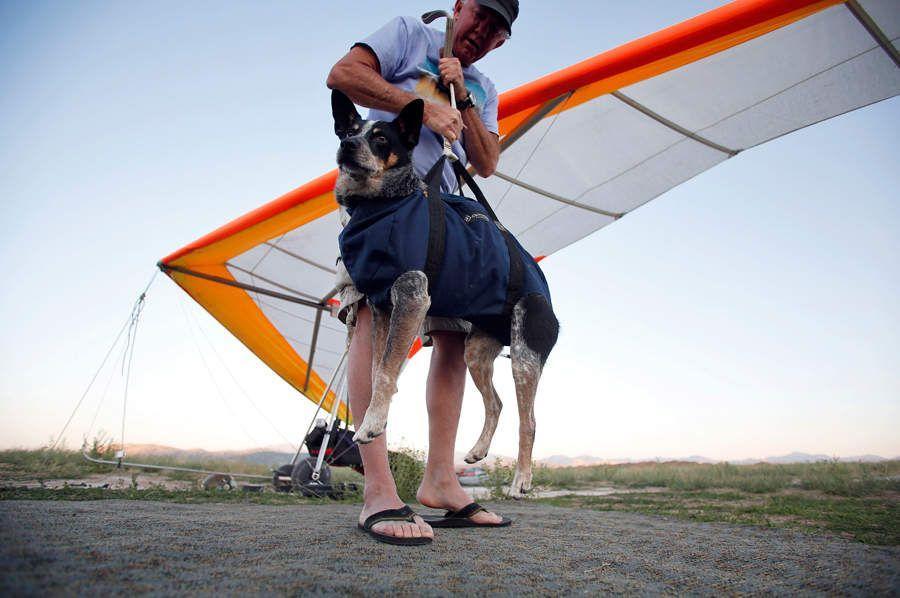 Фотография: Летающий пес №5 - BigPicture.ru