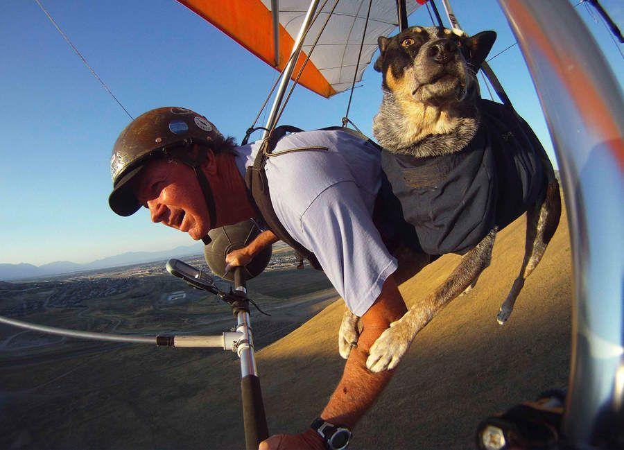 Фотография: Летающий пес №7 - BigPicture.ru