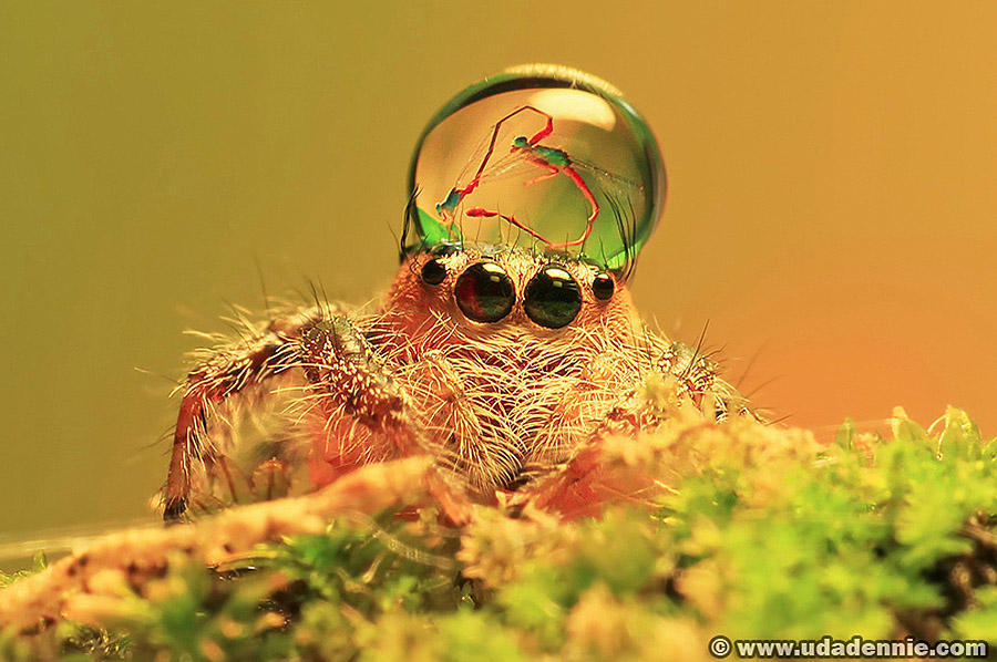 Фотография: Умилительные пауки в шапочках из воды №2 - BigPicture.ru