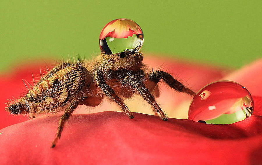 Фотография: Умилительные пауки в шапочках из воды №4 - BigPicture.ru