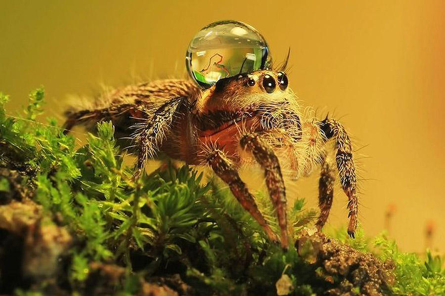Фотография: Умилительные пауки в шапочках из воды №6 - BigPicture.ru
